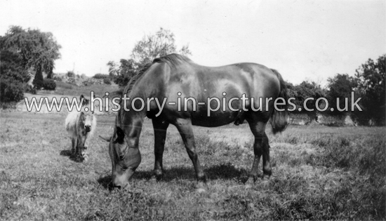 Old Hunter Kismit and Donkey, Brixworth, Northamptonshire. August 1929.